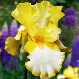 irys-germanica-brodkowy-fringe-of-gold-1-szt-sadzonka-sadzonki-klacze