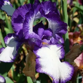 irys-pumila-niski-petite-polka-1-szt-sadzonka-sadzonki-klacze