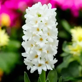hiacynt-top-white-3-szt-cebulki-cebule-kwiaty