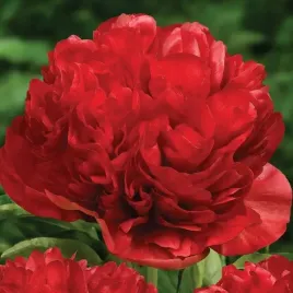 paeonia-piwonia-chinska-eliza-lundy-1-szt-sadzonka-sadzonki