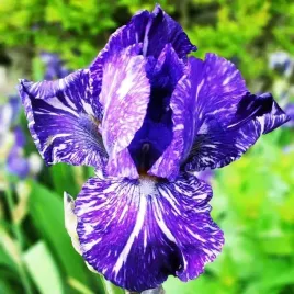 irys-germanica-brodkowy-batik-1-szt-sadzonka-sadzonki-klacze