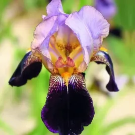 irys-germanica-brodkowy-ambassadeur-1-szt-sadzonka-sadzonki-klacze