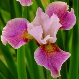 irys-sibirica-syberyjski-rozowy-1-szt-sadzonka-sadzonki-klacze