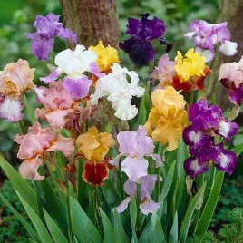 irys-germanica-brodkowy-mieszanka-mix-5-szt-sadzonka-sadzonki-klacze