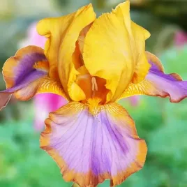 irys-germanica-brodkowy-brown-lasso-1-szt-sadzonka-sadzonki-klacze