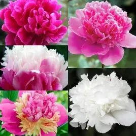 paeonia-piwonia-chinska-mix-5-szt-bylina-sadzonka-sadzonki