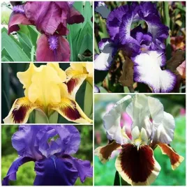 zestaw-irys-pumila-niski-5-szt-sadzonka-sadzonki-klacze