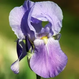 irys-germanica-brodkowy-niebieski-1-szt-sadzonka-sadzonki-klacze