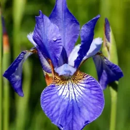 irys-sibirica-syberyjski-niebieski-1-szt-sadzonka-sadzonki-klacze
