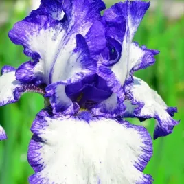 irys-germanica-brodkowy-going-my-way-1-szt-sadzonka-sadzonki-klacze