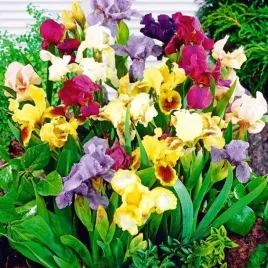 irys-pumila-niski-mieszanka-mix-5-szt-sadzonka-sadzonki-klacze