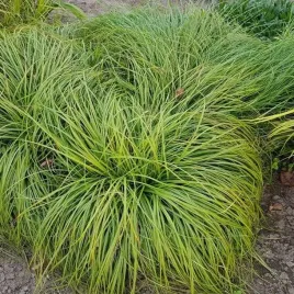 carex-turzyca-wiosenna-the-beatles-1-szt-doniczka-p9