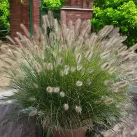 rozplenica-japonska-little-bunny-1-szt-doniczka-p9