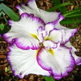 irys-ensata-japonski-frilled-enchantment-1-szt-sadzonka-sadzonki-klacze