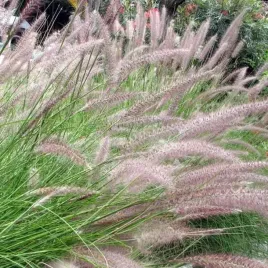 pennisetum-rozplenica-japonska-cassian-doniczka-p9-1-szt