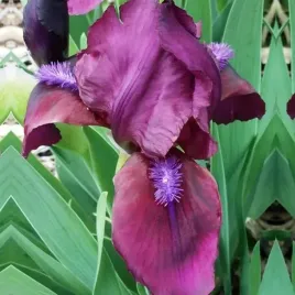 irys-pumila-niski-cherry-garden-1-szt-sadzonka-sadzonki-klacze