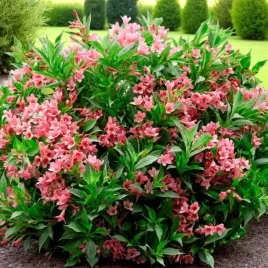 krzewuszka-weigela-picobella-rosa-p9-1-szt