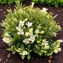 krzewuszka-weigela-picobella-bianco-p9-1-szt
