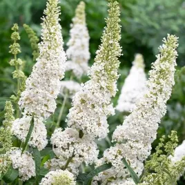 budleja-dawida-white-profusion-doniczka-p9-1-szt