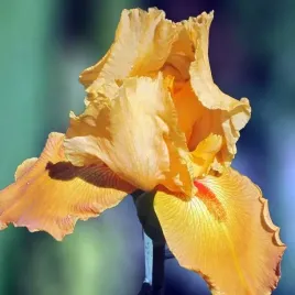 irys-germanica-brodkowy-pomaranczowy-1-szt-sadzonka-sadzonki-klacze