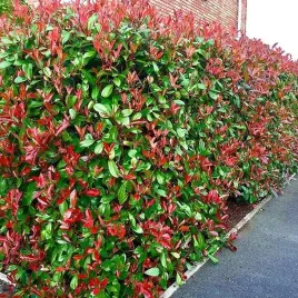 photinia-fraseri-glogownik-red-robin-1-szt-p9