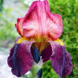 irys-germanica-brodkowy-sen-lac-1-szt-sadzonka-sadzonki-klacze