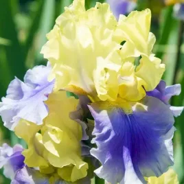 irys-germanica-brodkowy-edith-wolford-1-szt-sadzonka-sadzonki-klacze