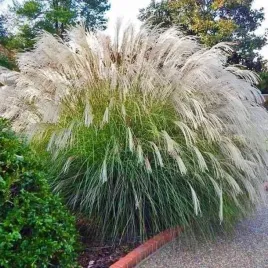 miscanthus-miskant-chinski-grosse-fontane-1-szt-doniczka-c2