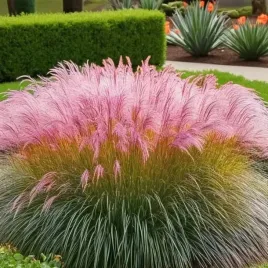 trawa-pampasowa-pink-feather-1-szt-doniczka-c2