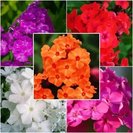 zestaw-phlox-flox-plomyk-wiechowaty-5-szt-sadzonka-sadzonki-klacze