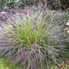 pennisetum-rozplenica-moudry-trawa-1-szt-doniczka-c2