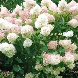 hortensja-bukietowa-phantom-1-szt-doniczka-p9