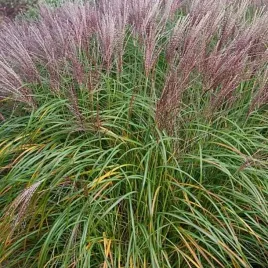 miskant-chinski-malepartus-1-szt-doniczka-c2