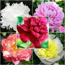 zestaw-paeonia-piwonia-chinska-5-szt-sadzonka-klacze