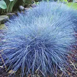 festuca-kostrzewa-sina-elijah-blue-1-szt-doniczka-c2
