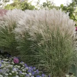 miskant-chinski-kleine-silberspinne-1-szt-doniczka-c2