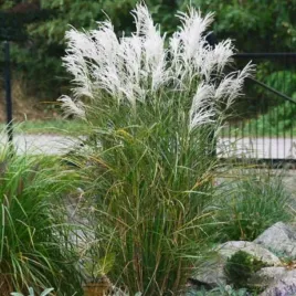 miskant-chinski-kleine-fontane-1-szt-doniczka-c2