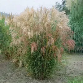 miskant-chinski-silberfeder-1-szt-doniczka-c2