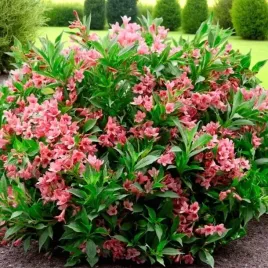 krzewuszka-weigela-picobella-rosa-1-szt-doniczka-p9