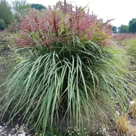 miskant-chinski-polonus-1-szt-doniczka-c2