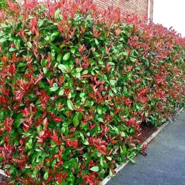photinia-fraseri-glogownik-red-robin-1-szt-doniczka-p9