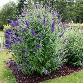 budleja-dawida-empire-blue-1-szt-doniczka-p9