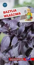 bazylia-czerwona-05g-o