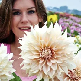 dalia-talerzowa-cafe-au-lait-1-szt-karpa-sadzonka-sadzonki