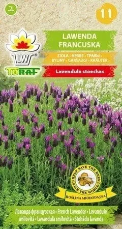 lawenda-francuska-01g-t-cykl-rozwojowy-rosliny-wieloletnia
