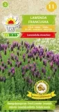 lawenda-francuska-01g-t-cykl-rozwojowy-rosliny-wieloletnia