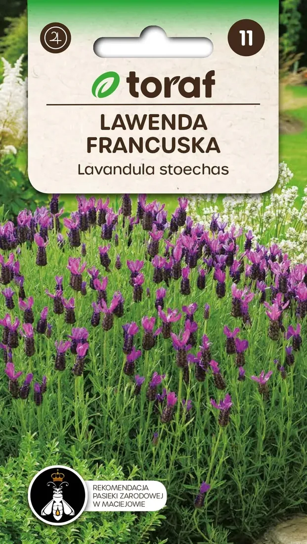 lawenda-francuska-01g-t
