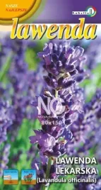 lawenda-lekarska-02g-l