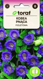 kobea-pnaca-fioletowa-6-szt-t