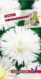 aster-chryzantemowy-bialy-1g-o